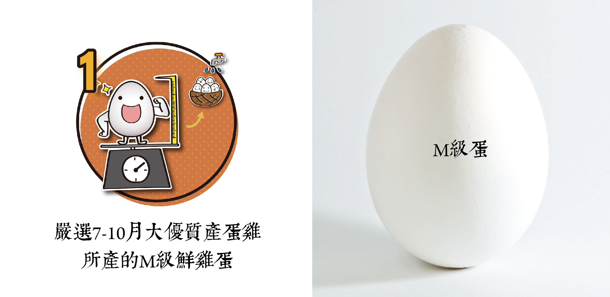所長茶葉蛋-嚴選7-10個月大最具營養價值且健康的M級雞蛋