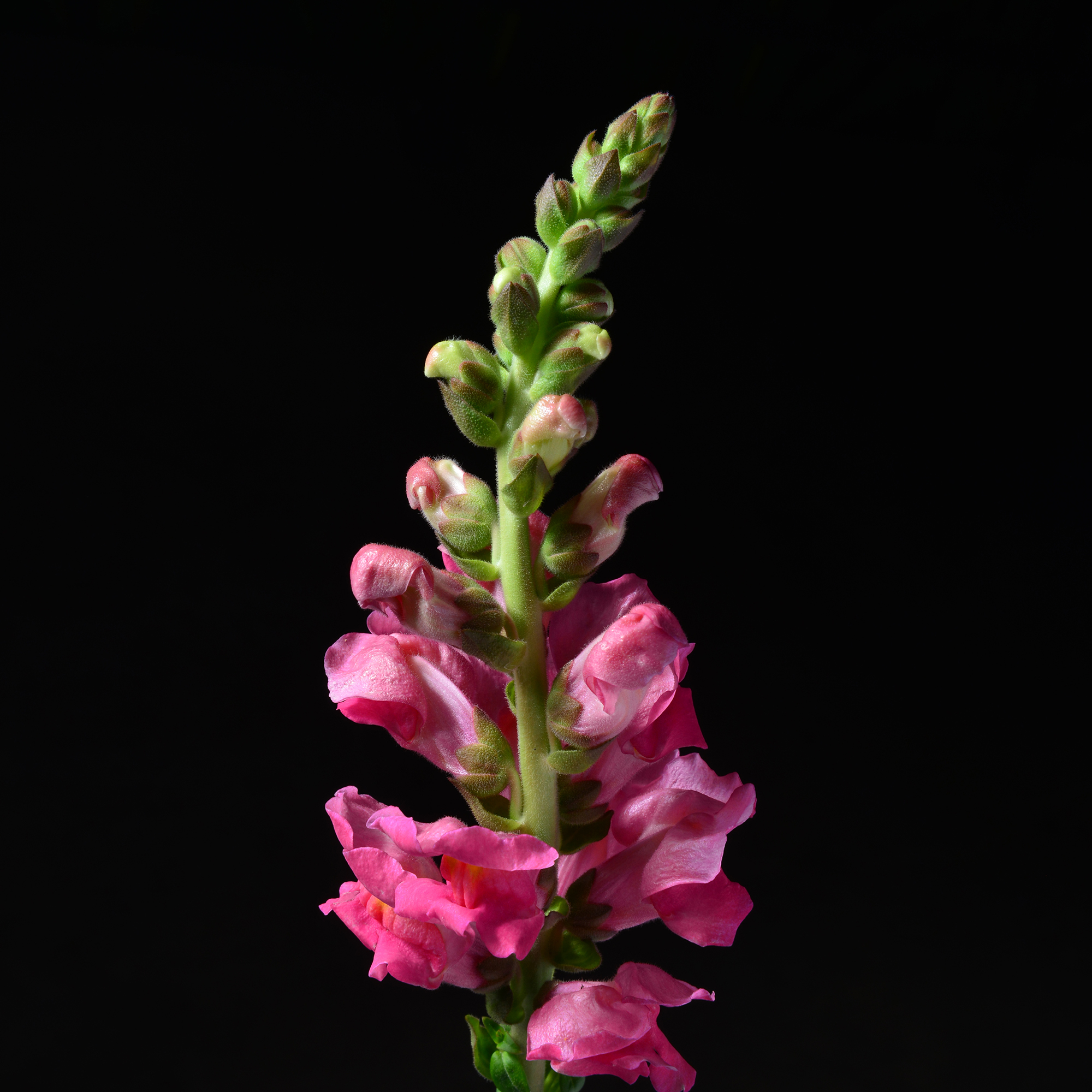 花卉图5 发现84 条牡丹花和花卉点子| 美丽的花朵、漂亮的花、花卉繪畫