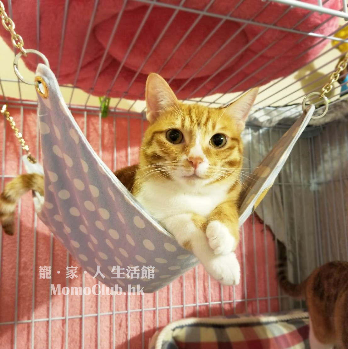 貓貓吊床