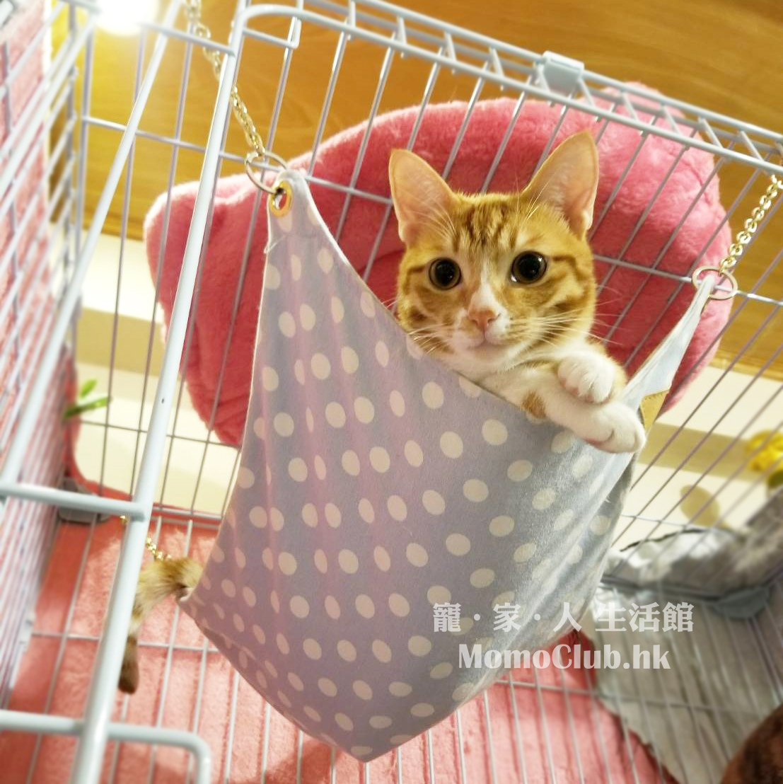 貓貓吊床