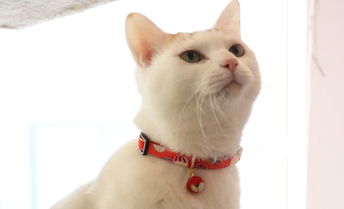 Amoworks 項圈 和風氣球項圈