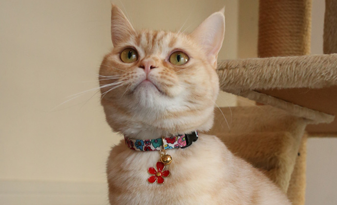 Amoworks 項圈 小花綴飾項圈