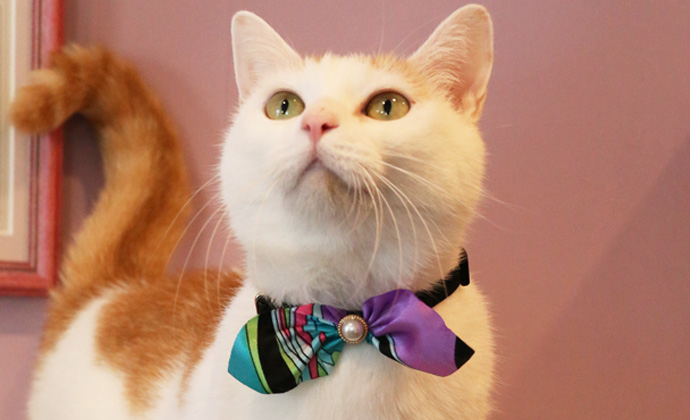 Amoworks 項圈 絲巾領結