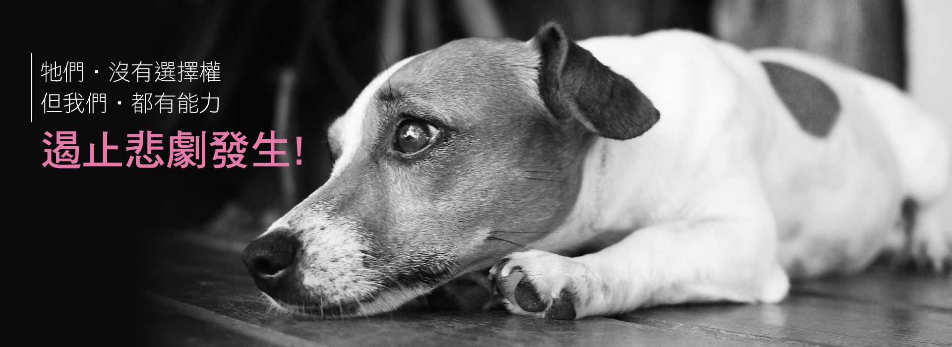 流浪狗牠們沒有選擇權，但我們都有能力遏止悲劇發生