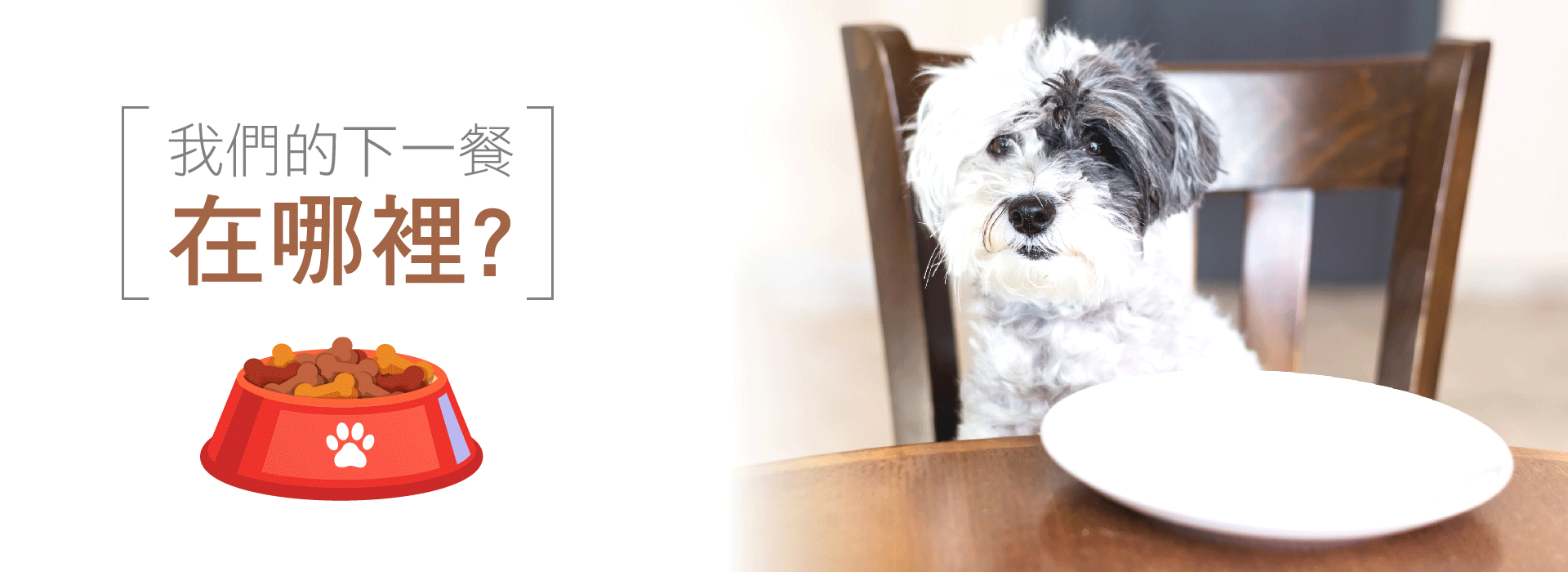 流浪犬貓得下一餐在哪裡?維山助浪溫飽