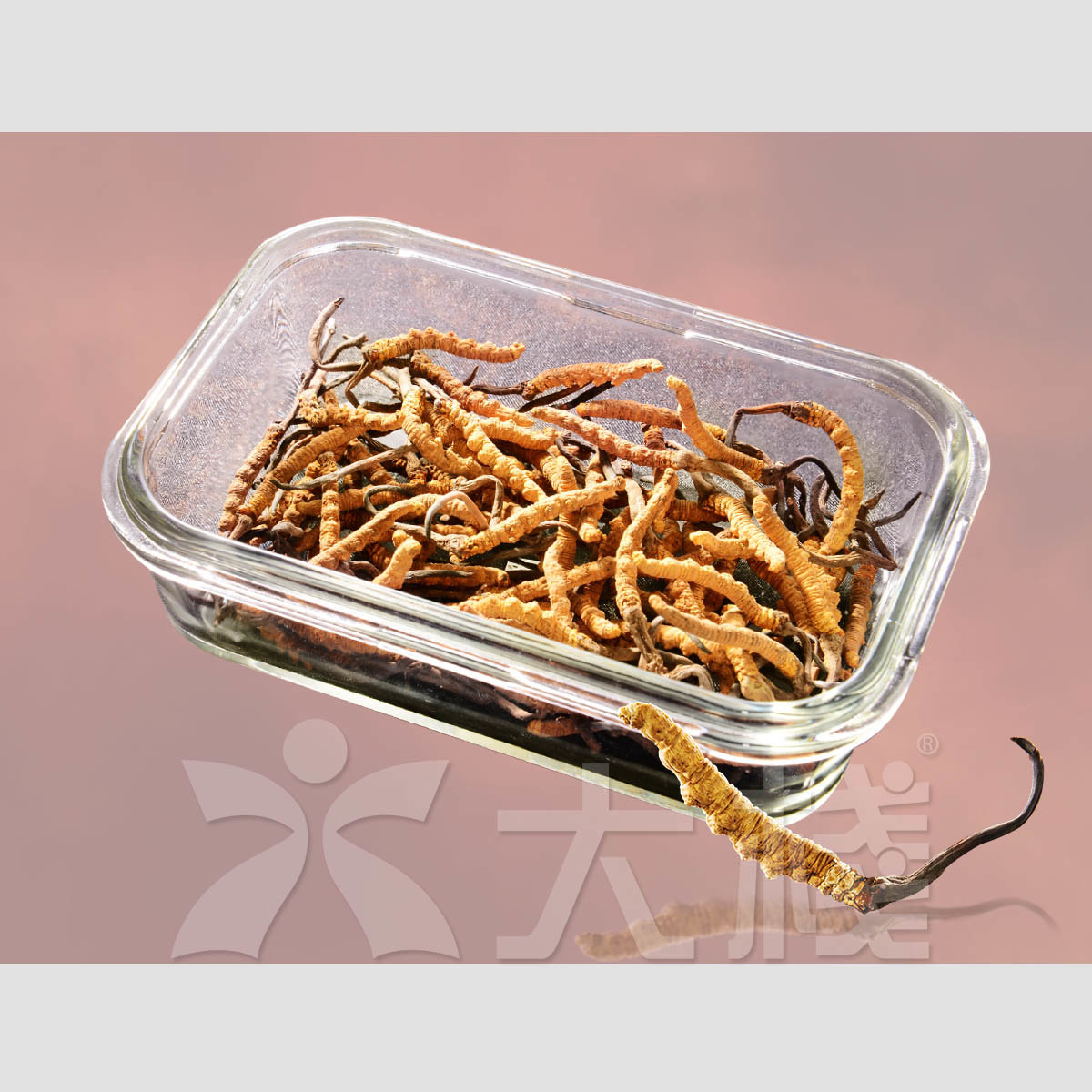 西藏冬蟲夏草 - 80小原條 (約15克) (別稱 冬蟲草，蟲草，藏草) (不設退換)