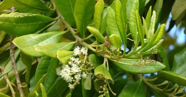 單方精油 | 香葉多香果  Bay St. Thomas