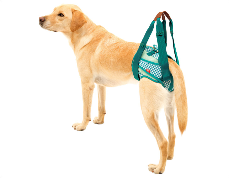 LaLaWalk步行輔助-後肢輔助且防止紙尿褲移位-花園