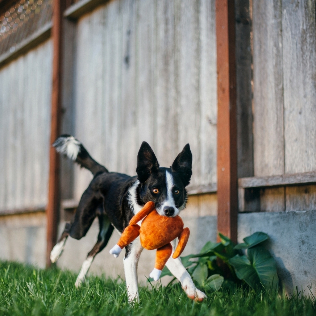 美國 P.L.A.Y 假日慶典系列-火雞