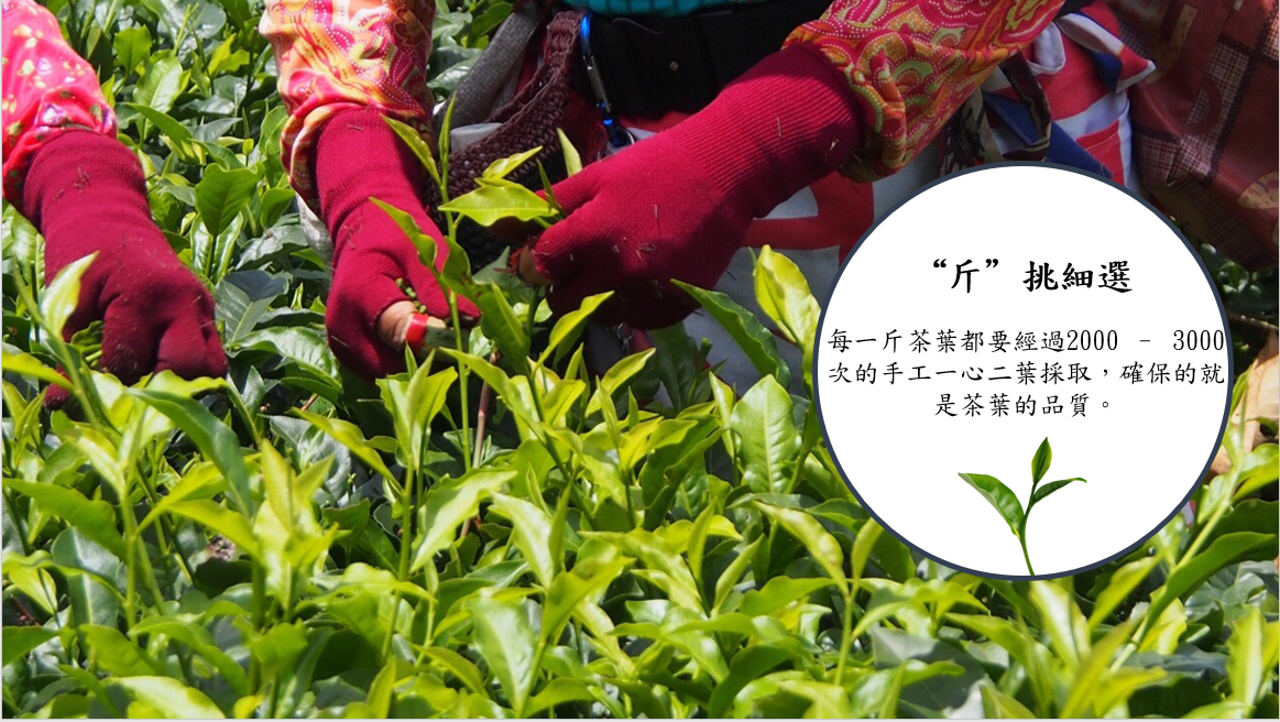 日月潭紅茶,有機紅茶,紅玉18,紅茶,內湖,換個角度有限公司,茶包,紅茶茶包