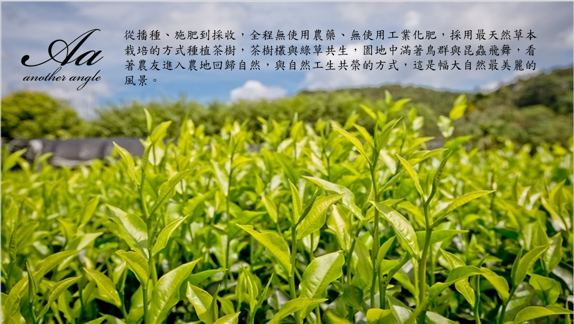 日月潭紅茶,有機紅茶,紅玉18,紅茶,內湖,換個角度有限公司,茶包,紅茶茶包