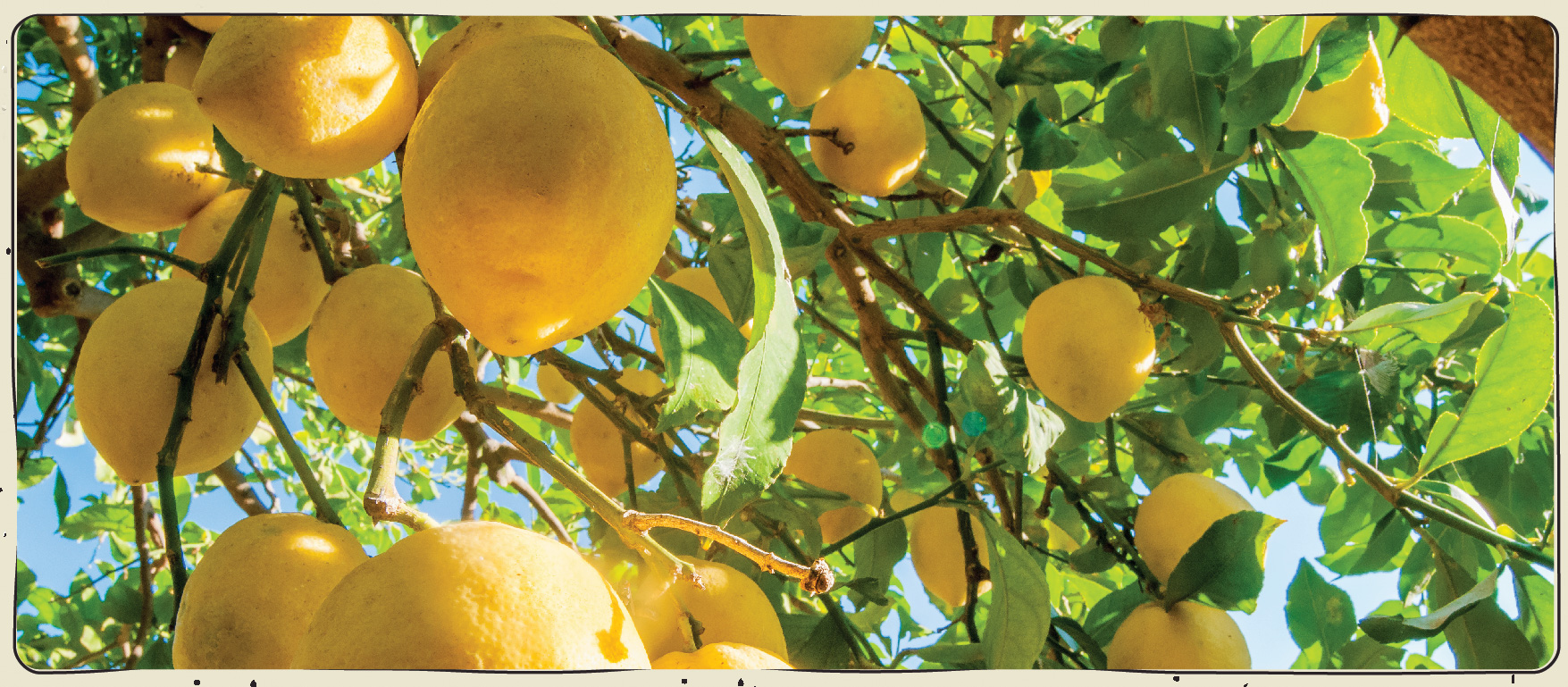 用來製造燉檸檬的意大利西西里檸檬