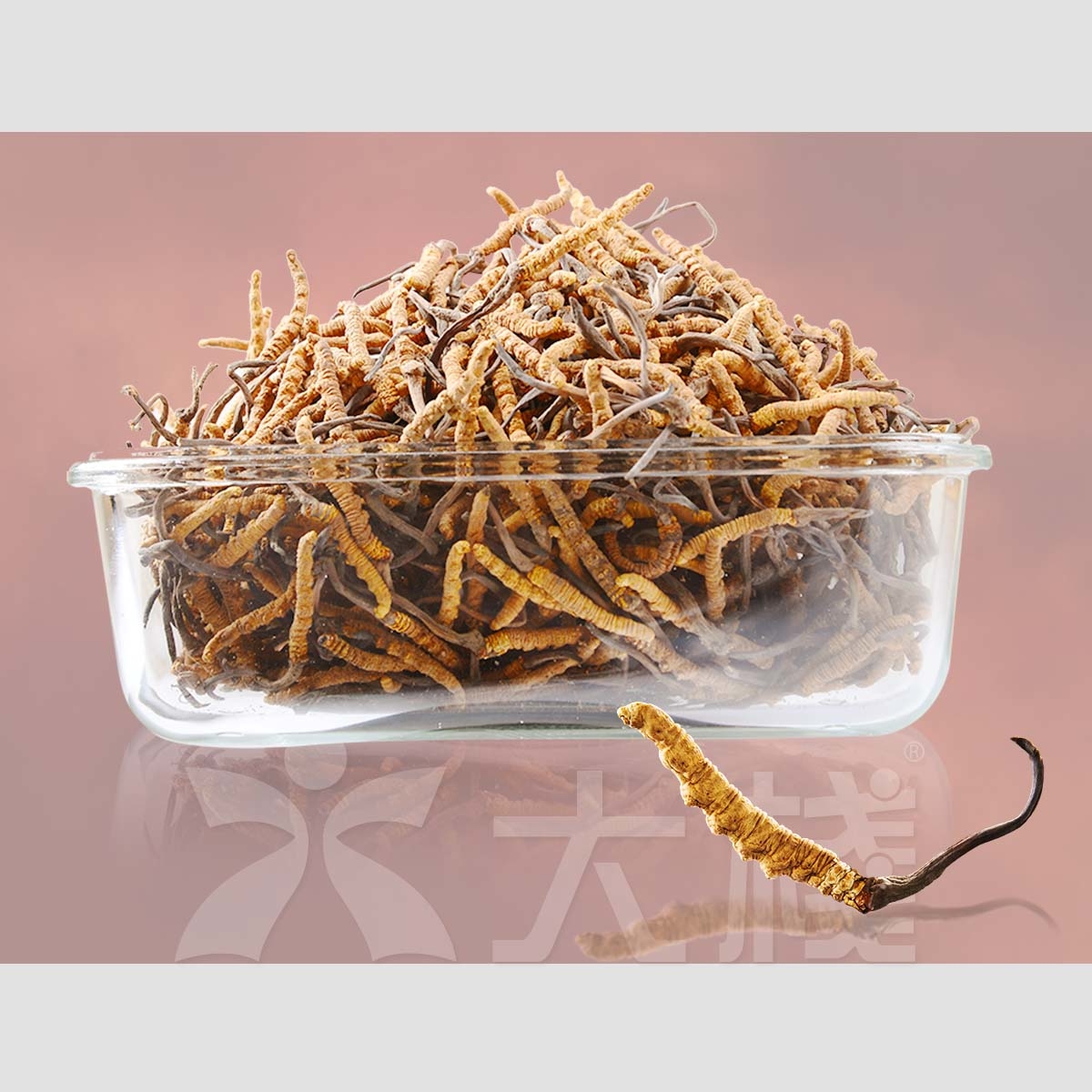 西藏冬蟲夏草 - 小原枝 (不設退換) (別稱 冬蟲草，蟲草，藏草)