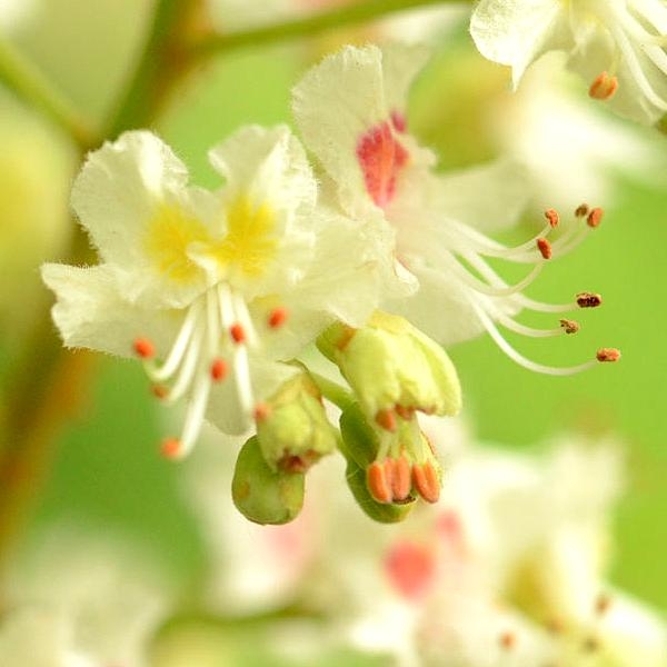 白栗花精 White Chestnut 巴赫花精 晶荷花精