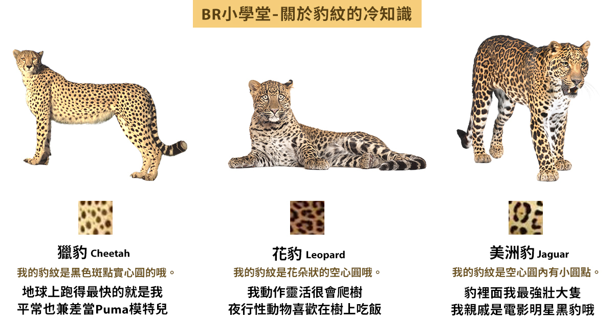 關於豹紋的冷知識，你們知道如何分辨花豹 / 獵豹/ 美洲豹嗎？