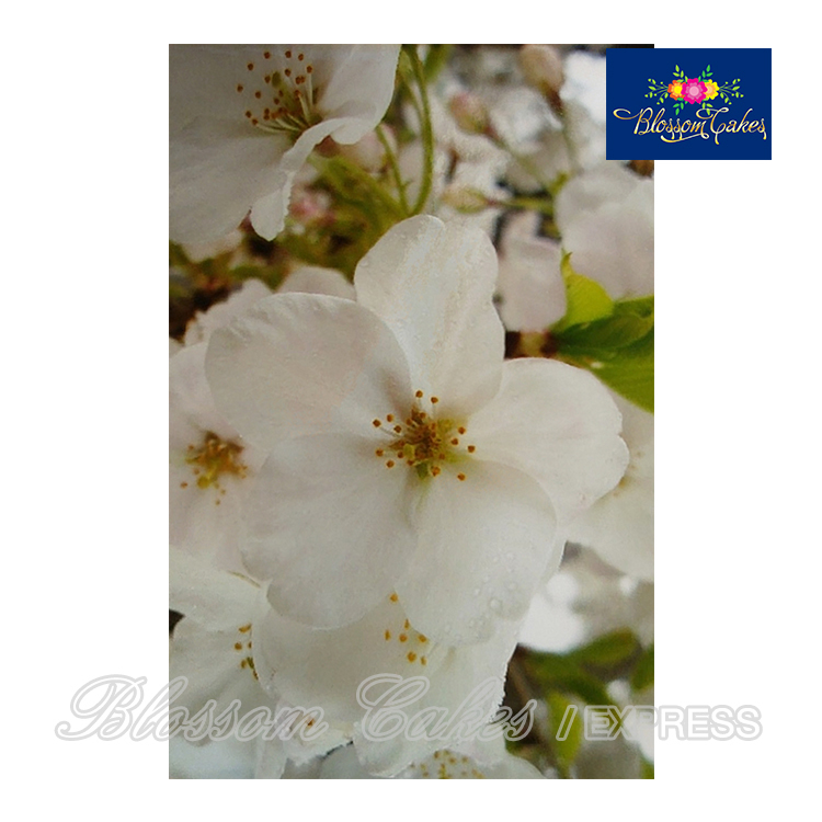 Sakura Petal Cutters, Set of 3