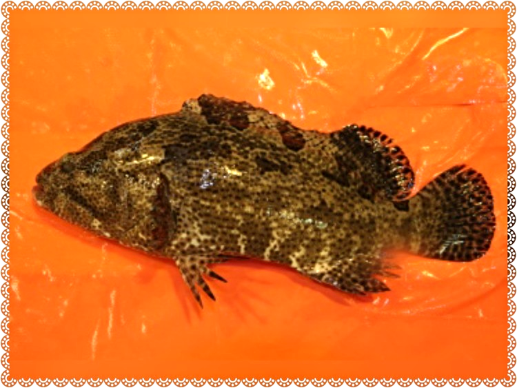 黃皮老虎石斑魚