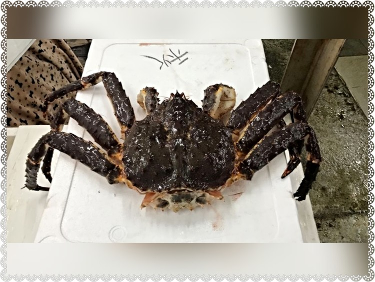 皇帝蟹