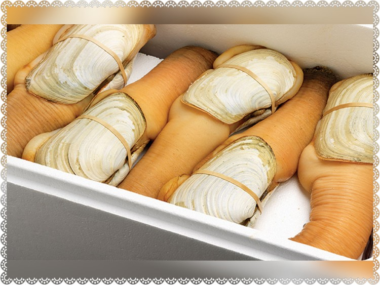 加拿大象拔蚌(乾身)