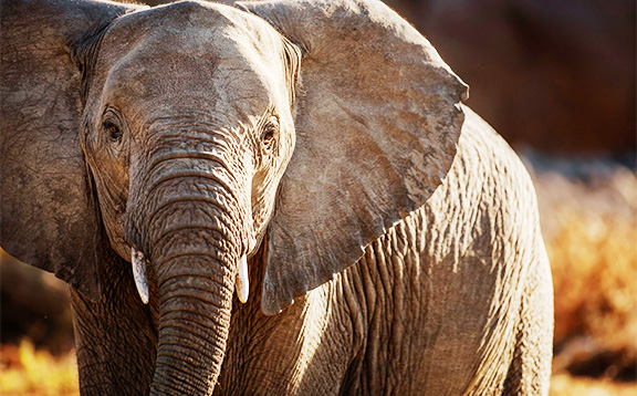 非洲辛巴威10日