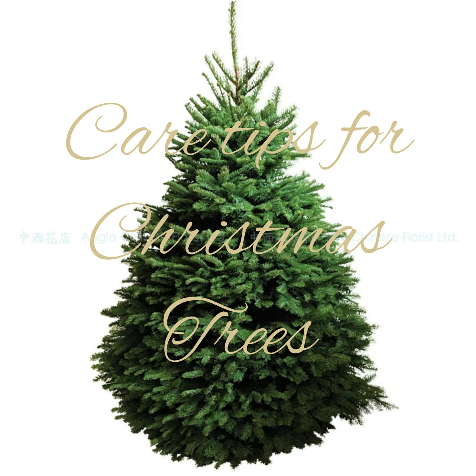 How to care for real Christmas trees in Hong Kong