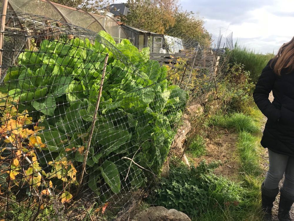 芬活花精-與人同高的萵苣