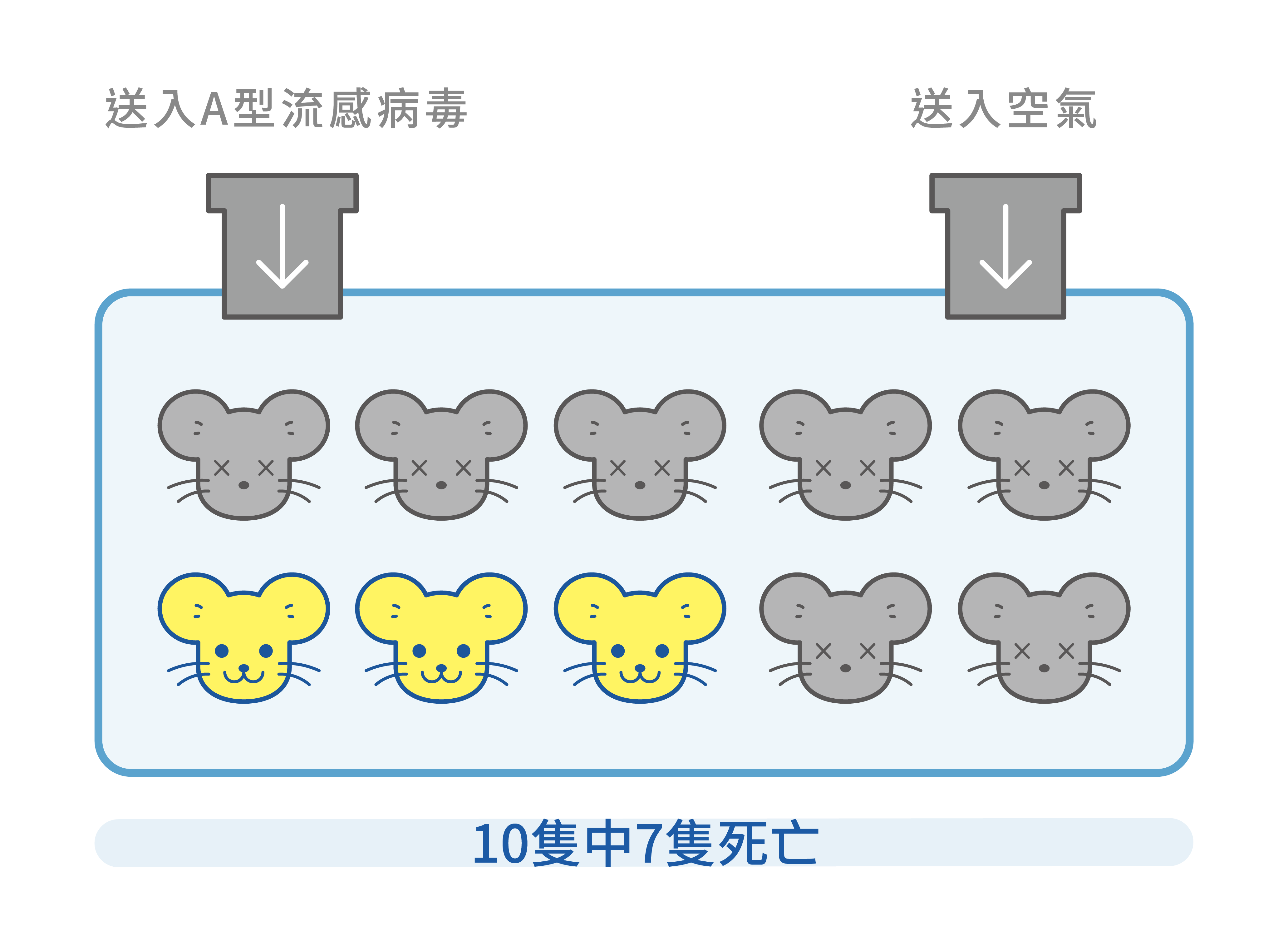 老鼠A型流感中，這一箱送入A型流感病毒及空氣，結果10隻老鼠中7隻死亡