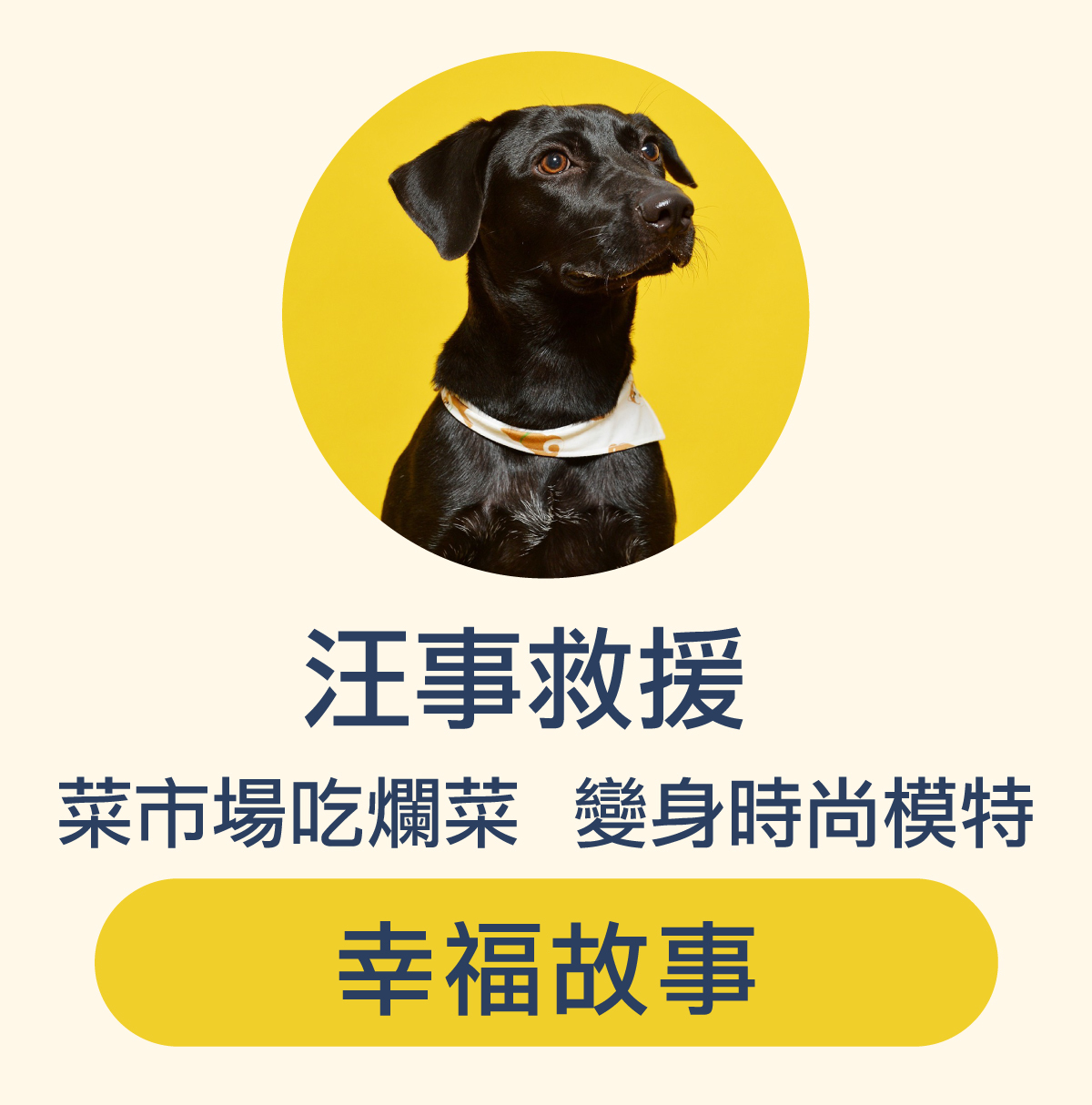 流浪狗,救援,汪事如意