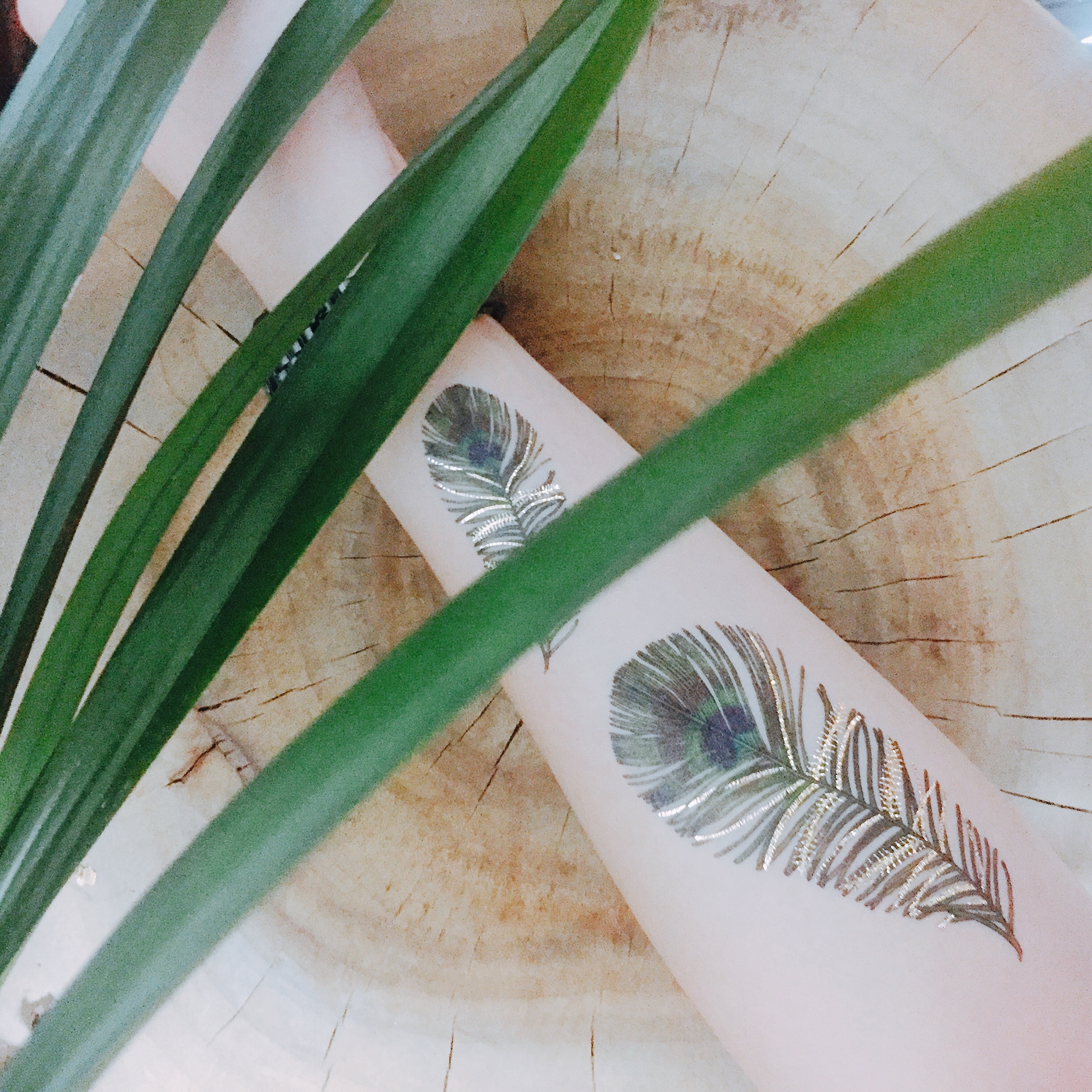 孔雀羽毛 Peacock Feather