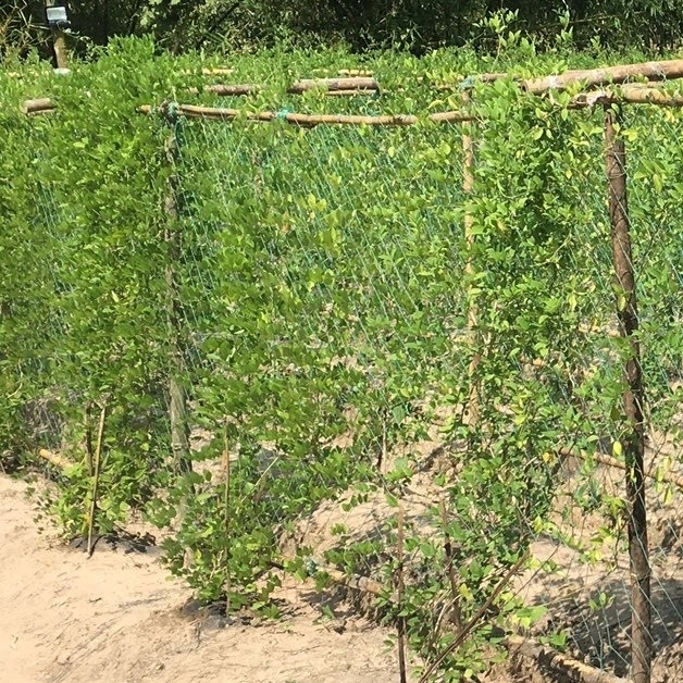 蝶豆花, 降脂花茶, 花青素
