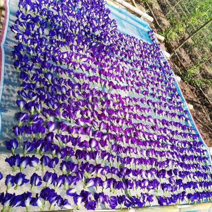 蝶豆花, 花青素