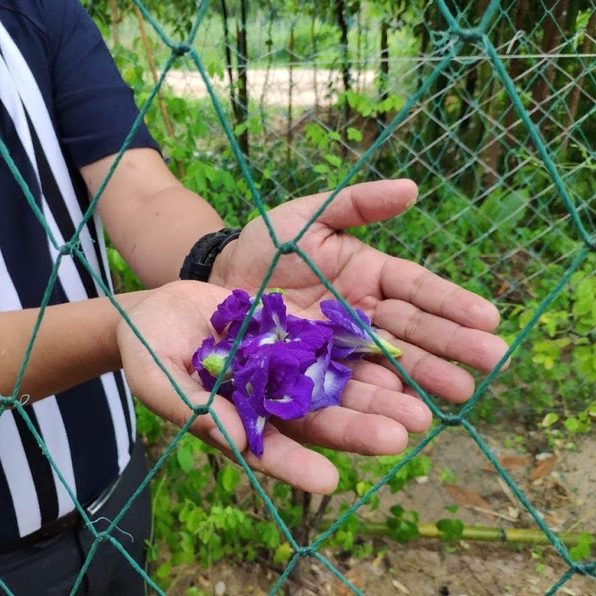 蝶豆花，花青素