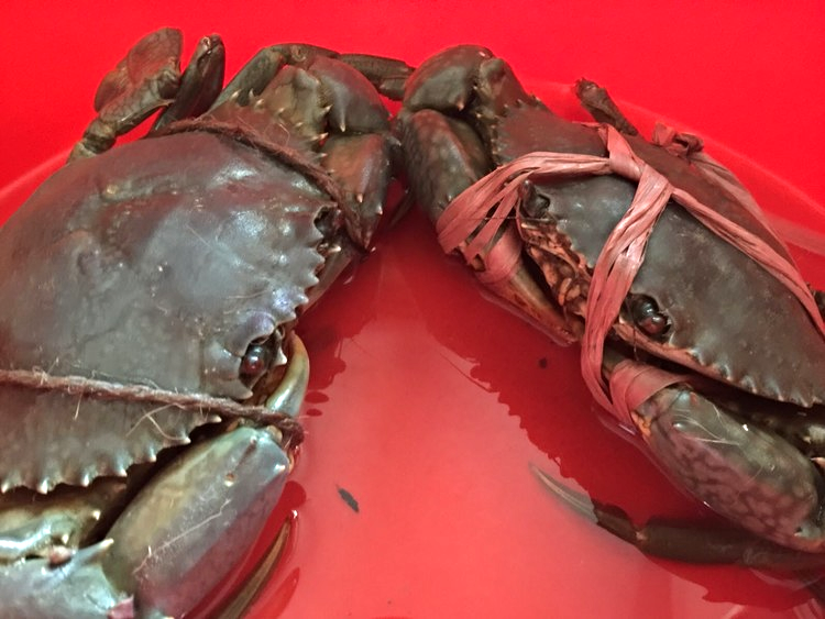 斯里蘭卡或越南肉蟹及奄仔蟹