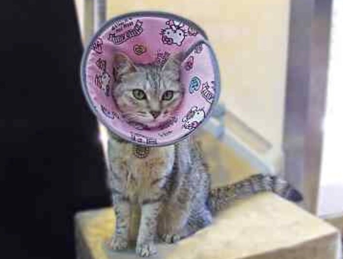 Fancy Pet - 防護頭罩 (Hello Kitty-粉紅色)  [絕版貨]