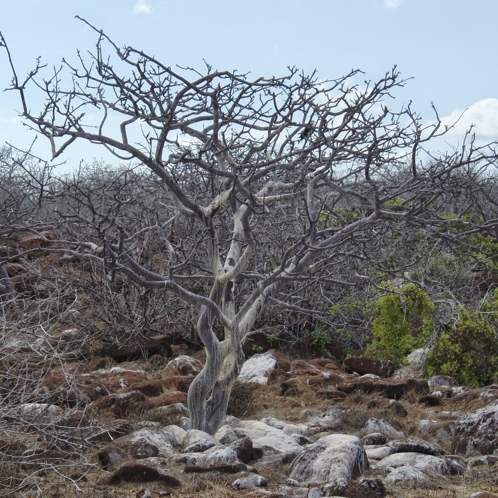 單方精油 | 5%秘魯聖木Palo Santo