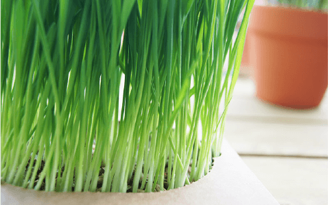 汪喵星球 - 貓草新鮮栽培盒 (貓咪生菜/汪汪生菜) 65g