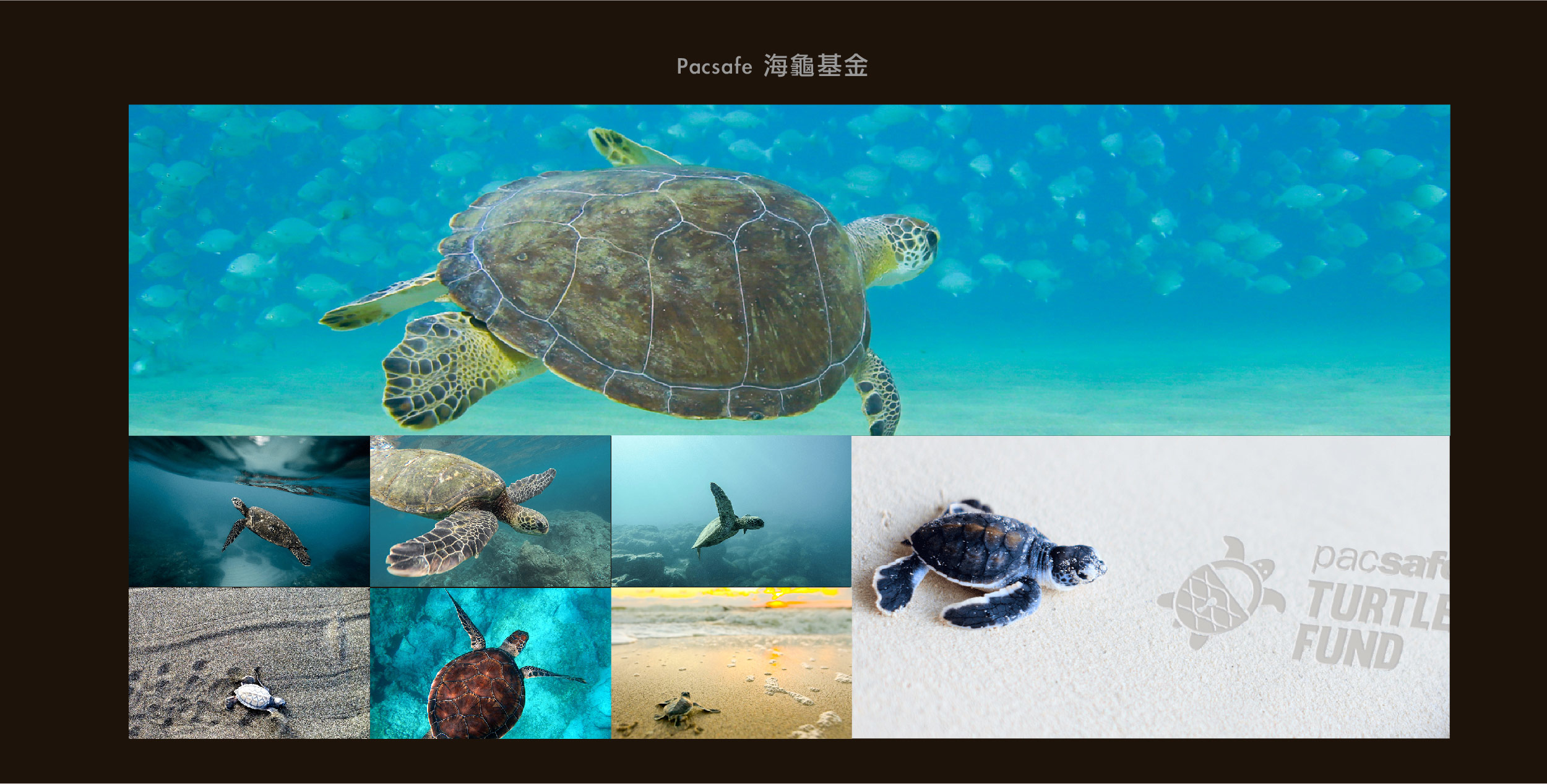 pacsafe防盜包海龜保育
