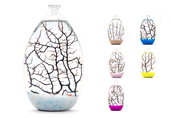 MOANA 生態球 生態循環系統 免運費