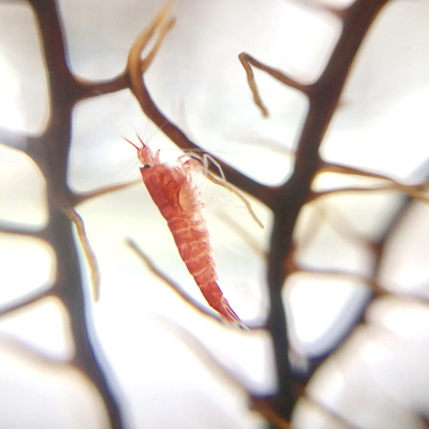 MOANA 生態球 生態循環系統 免運費 售後服務