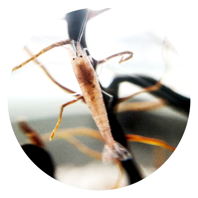 MOANA 生態球 生態循環系統 免運費 售後服務