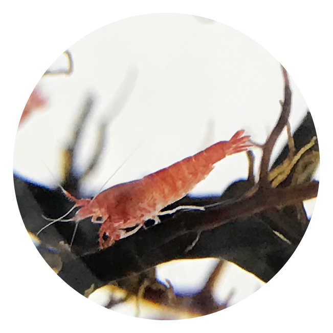 MOANA 生態球 生態循環系統 免運費 售後服務