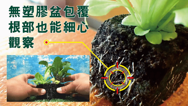 囍歡塊_gif_全方位植物根部觀察