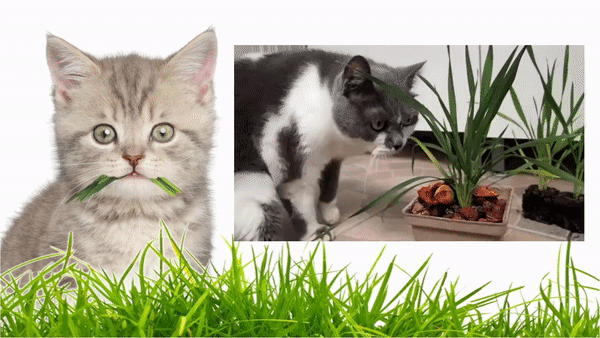 囍歡塊_gif_喵星人吃貓草