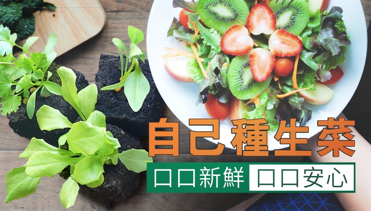 囍歡塊_自己種生菜
