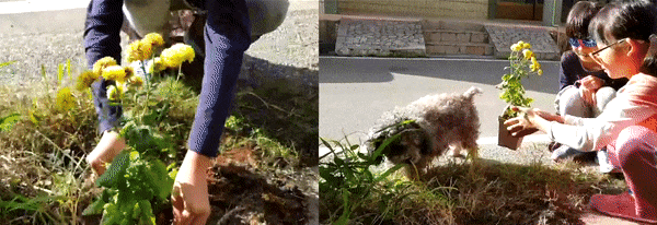 囍歡塊_gif_歡嘻盆移植