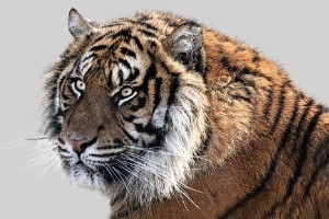 精油療癒故事07為什麼打拼多年，我們還是成不了野獸？