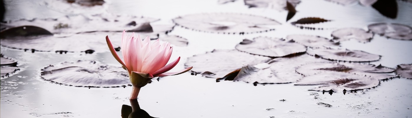 精油原諒芳香療法