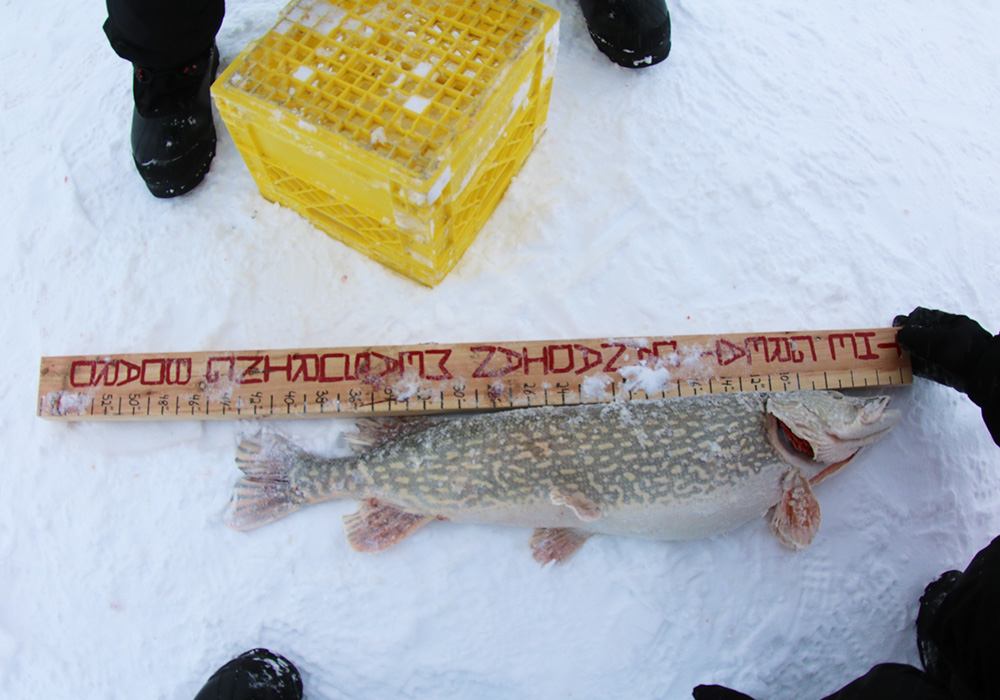 沐樂旅遊黃刀鎮極光