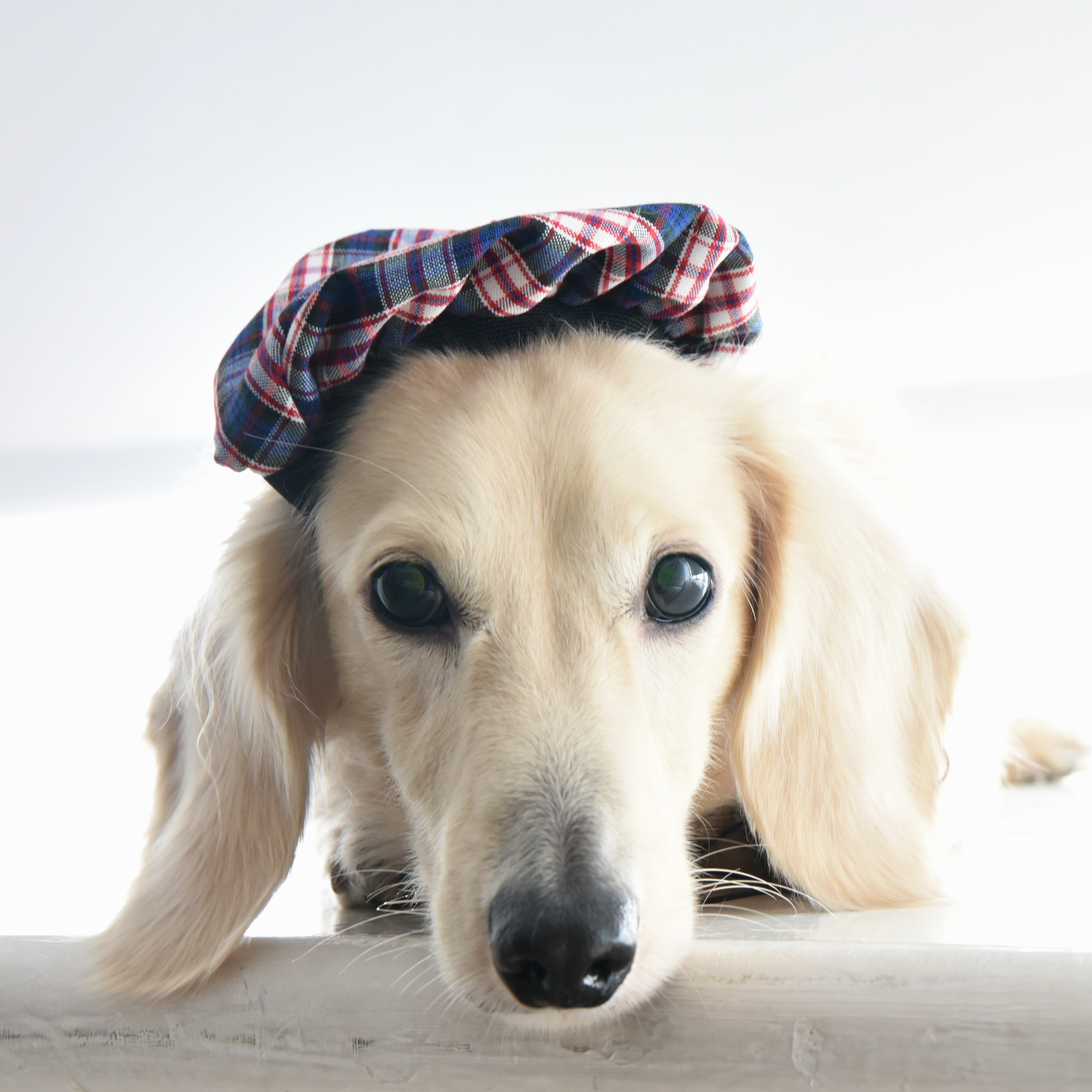 ZAZAZOO - 貝雷帽 (6色)