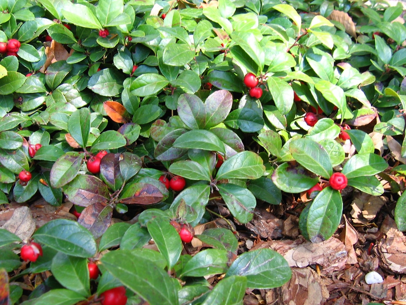 單方精油 | 芳香平鋪白珠/冬青 Fragrant Wintergreen